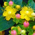 Hypericum met decoratieve vruchten