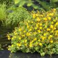 Dwerg Hypericum