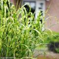 Miscanthus - Prachtriet