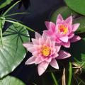Roze waterlelies
