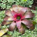 Neoregelia