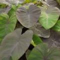 Olifantsooren - Colocasia / Alocasia