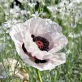 Oosterse Papaver