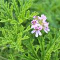 Botanische en verzamelpelargoniums