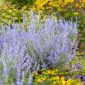Perovskia - Russische salie