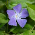 Blauwe Vinca