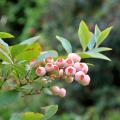 Vaccinium – Blauwe bes