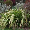 Phormium met bonte bladeren