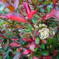 Photinia - Glansmispel