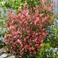 Rode Photinia