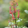 Phygelius - Kaapse fuchsia