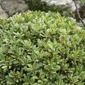 Pittosporum tobira - Australische laurier