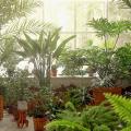 Kamerplanten met jungle-effect