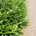 Planten voor taluds