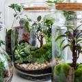 Planten voor terrariums