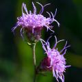 Liatris - Lampepoetser