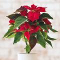 Poinsettia - Kerstster