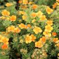 Struikganzerik - Potentilla fruticosa