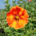 Oranjebloeiende Potentilla