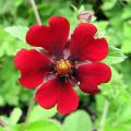 Roodbloeiende Potentilla