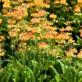 Kandelaarprimula's
