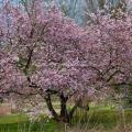 Fuji-kers - Prunus incisa
