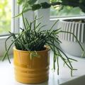 Rhipsalis - Koraaalcactus