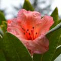 Rhododendrons en azalea's van A tot Z