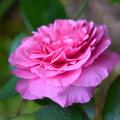 Rozen in de aanbieding