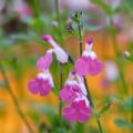 Salvia's met roze bloemen