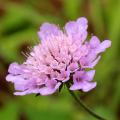 Scabiosa