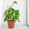 Schefflera binnenshuis
