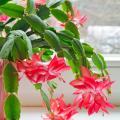 Schlumbergera - Kerstcactus