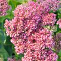 Sedum met roze bloemen