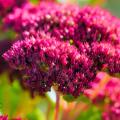 Sedum met rode bloemen