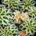 Bonte sedums