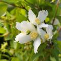 Philadelphus - Boerenjasmijn