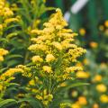 Solidago - Guldenroede