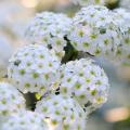 Spiraea met witte bloemen