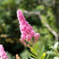 Spiraea met roze bloemen