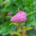 Zomerbloeiende spirea's