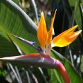 Strelitzia - Paradijsvogelbloem