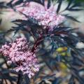 Vlier - Sambucus met diep ingesneden of geveerd blad