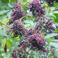 Gewone vlier - Sambucus nigra