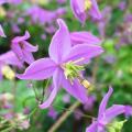 Thalictrum - Ruit