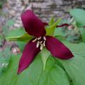 Trillium - Boslelie/drieblad