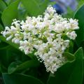 Liguster - Ligustrum