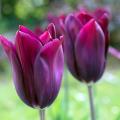 Leliebloemige tulp
