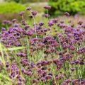 Verbena bonariensis
