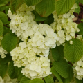 Viburnum plicatum - Chinese sneeuwbal
